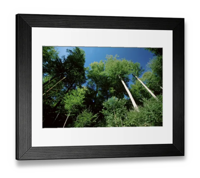Framed Print : Beech Forest in summer, Lower Saxony