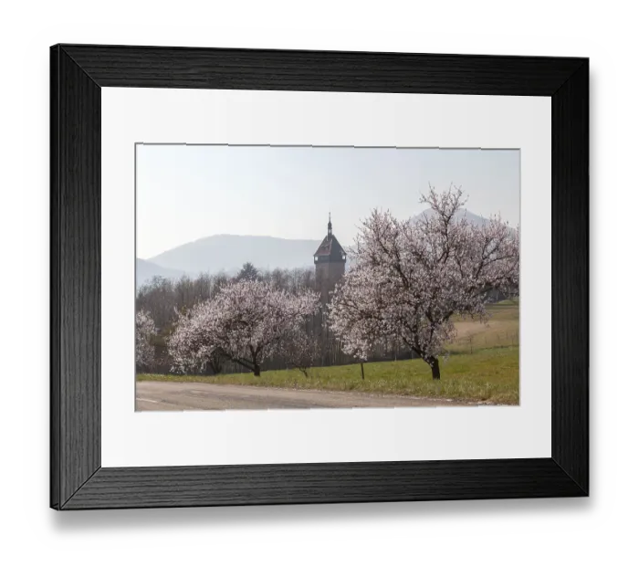 Framed Print : Almond tree blossom, almond tree (Prunus dulcis)