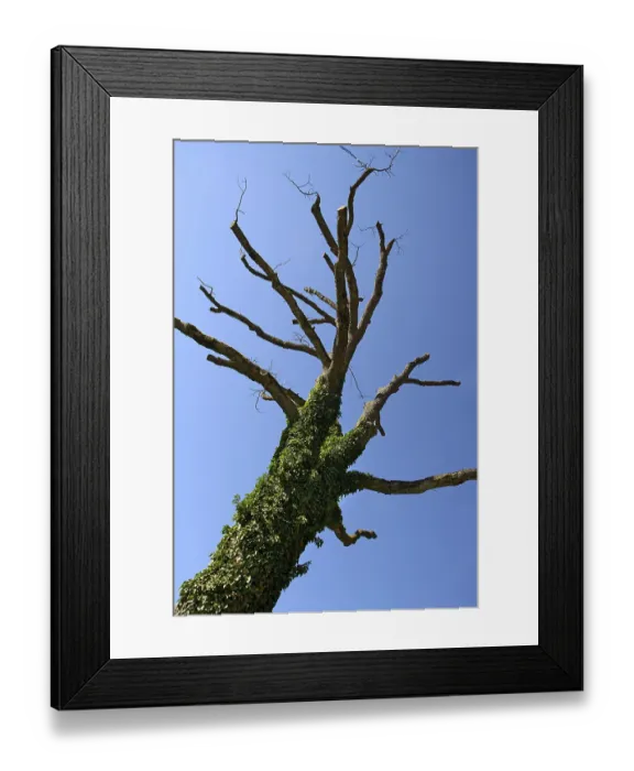 Framed Print : Tree trunk stump Starnberg Lake Bavaria Germany