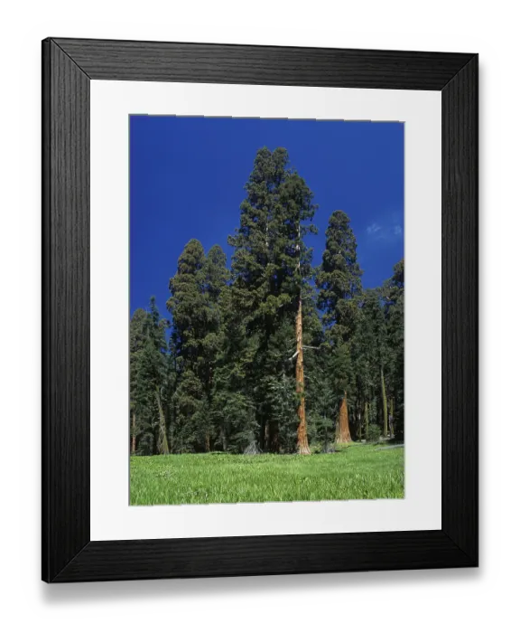 Framed Print : Meadow and Giant Sequioas (Sequoiadendron giganteum) at Crescent Meadows