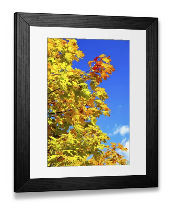Framed Print : Autumn maple