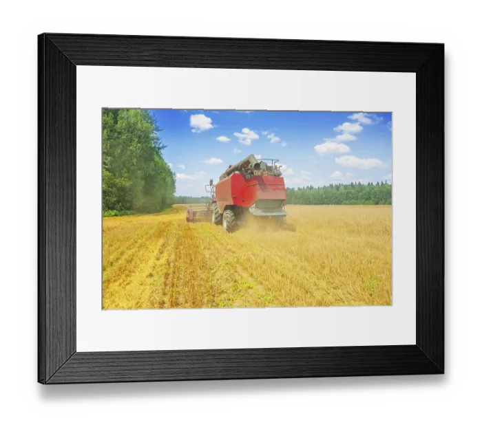 Framed Print : Combine harvester working on wheat field rear view Framed Print : Combine harvester working on wheat field rear view