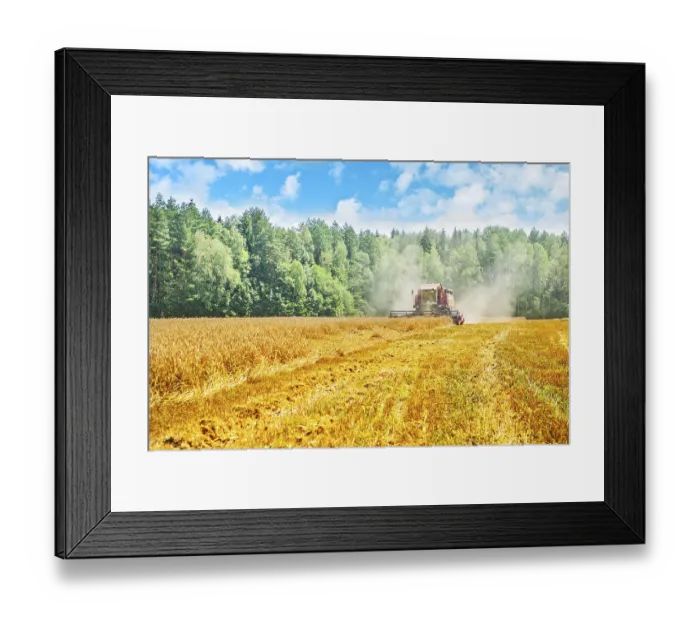 Framed Print : View on work of combine harvester on wheat field in forest instagram stile