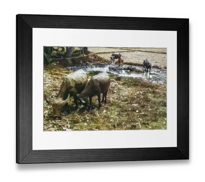Framed Print : Water buffalo bathing in pool by fields used for dry rice cultivation Framed Print : Water buffalo bathing in pool by fields used for dry rice cultivation