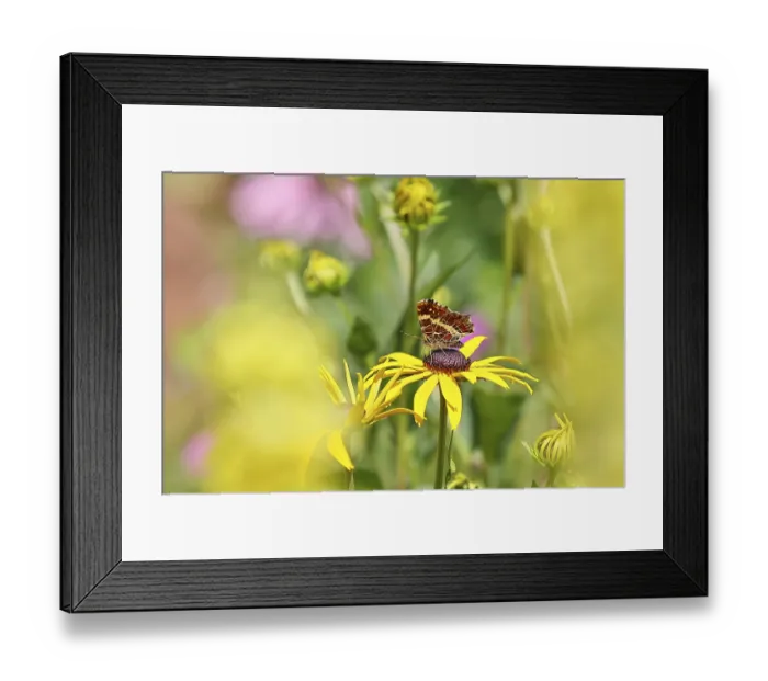 Framed Print : Land carat (Araschnia levana), butterfly