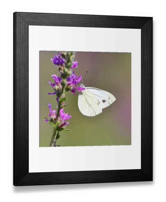 Framed Print : A Cabbage butterfly (Pieris brassicae) sucking nectar on the flower of the purple loosestrife (Lythrum salicaria) Framed Print : A Cabbage butterfly (Pieris brassicae) sucking nectar on the flower of the purple loosestrife (Lythrum salicaria)