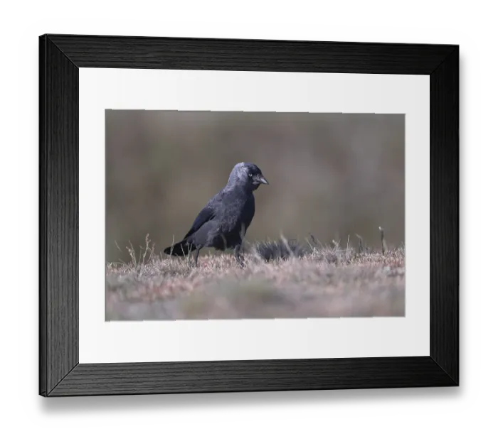 Framed Print : Jackdaw (Corvus monedula) running over grass Framed Print : Jackdaw (Corvus monedula) running over grass