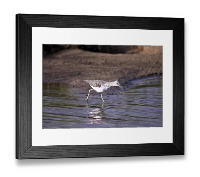 Framed Print : Greenshank (Tringa nebularia) searching for food in the water Framed Print : Greenshank (Tringa nebularia) searching for food in the water