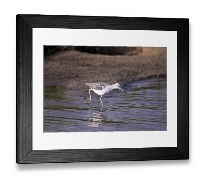 Framed Print : Greenshank (Tringa nebularia) searching for food in the water Framed Print : Greenshank (Tringa nebularia) searching for food in the water