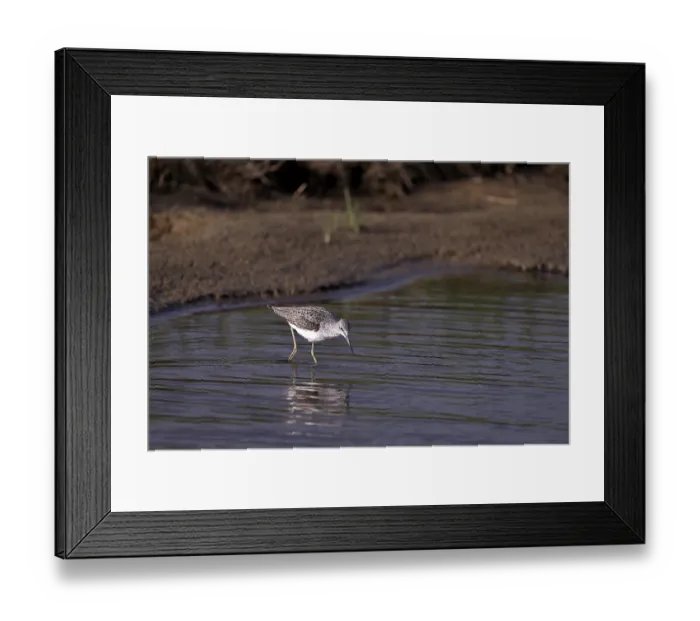 Framed Print : Greenshank (Tringa nebularia) searching for food in the water Framed Print : Greenshank (Tringa nebularia) searching for food in the water