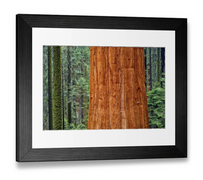 Framed Print : Giant Sequoia (Sequoiadendron giganteum) and spruce tree trunks Framed Print : Giant Sequoia (Sequoiadendron giganteum) and spruce tree trunks