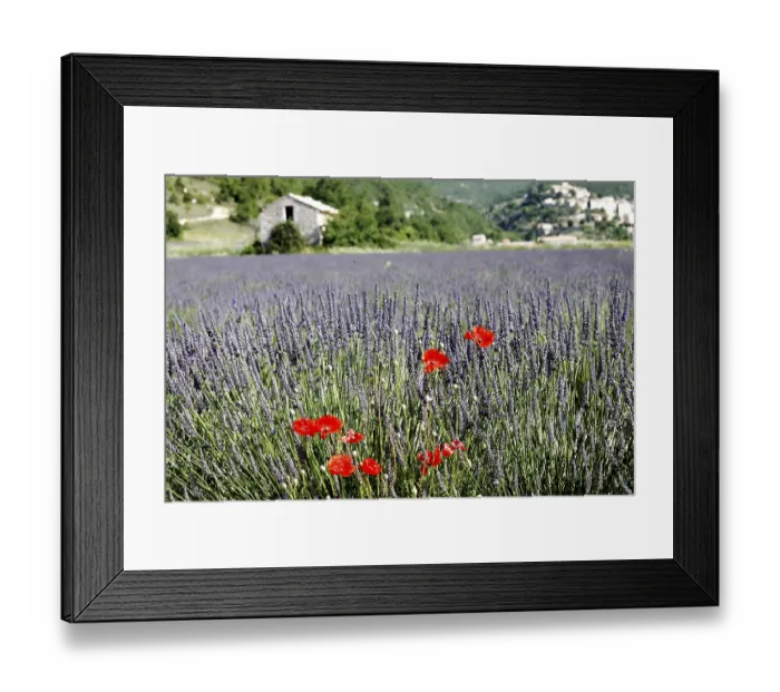 Framed Print : Lavender field in Provence Framed Print : Lavender field in Provence