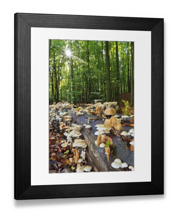 Framed Print : Beech ringworm, Oudemansiella mucida (Tricholomataceae) Framed Print : Beech ringworm, Oudemansiella mucida (Tricholomataceae)