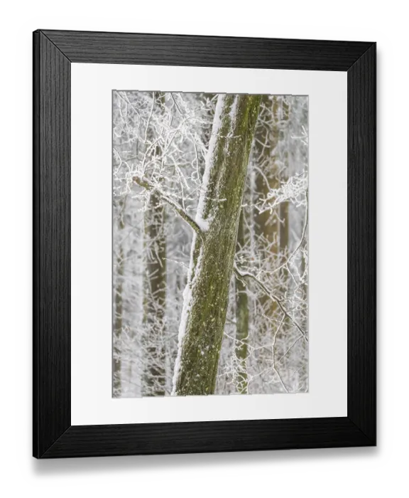 Framed Print : Deep in the forest in winter with snow and hoarfrost on the trees Framed Print : Deep in the forest in winter with snow and hoarfrost on the trees