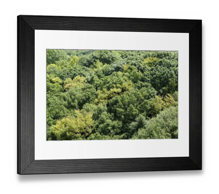 Framed Print : Japanese deciduous forest canopy as seen from above in summer in Osaka