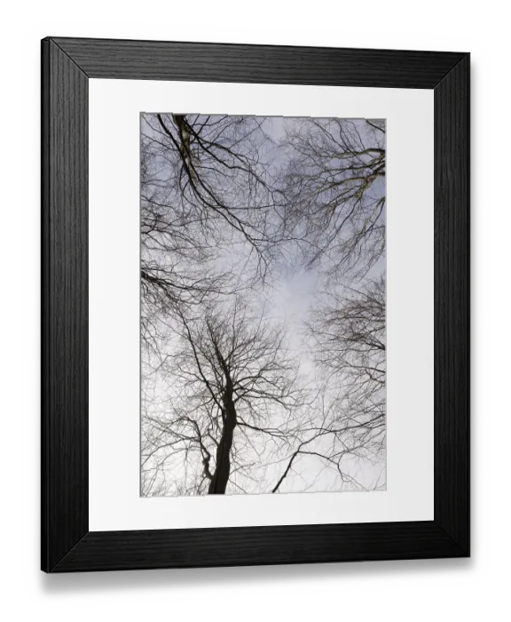 Framed Print : Deciduous beech forest canopy as seen from below in winter without leaves Framed Print : Deciduous beech forest canopy as seen from below in winter without leaves