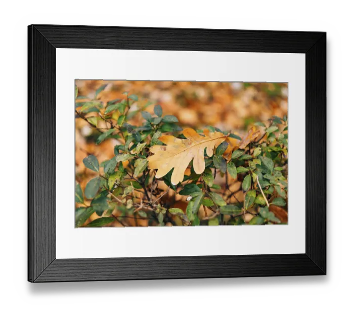 Framed Print : Texture of autumn leaves. Yellow oak leaf litter on the floor in the park or forest