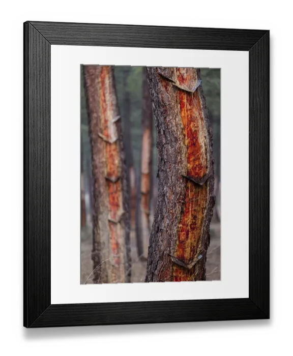 Framed Print : Resin extraction in a Pinus pinaster forest Framed Print : Resin extraction in a Pinus pinaster forest