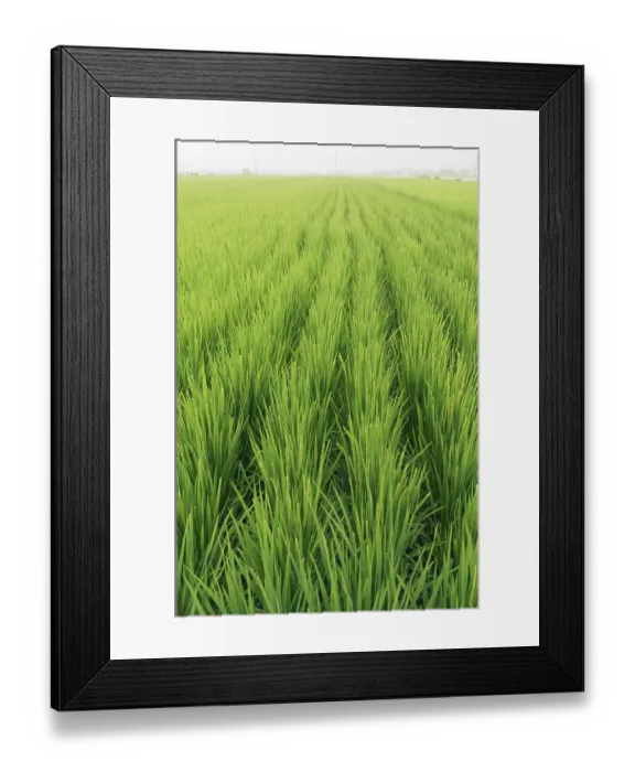 Framed Print : Countryside rice field in southern Japan at calm rainy weather