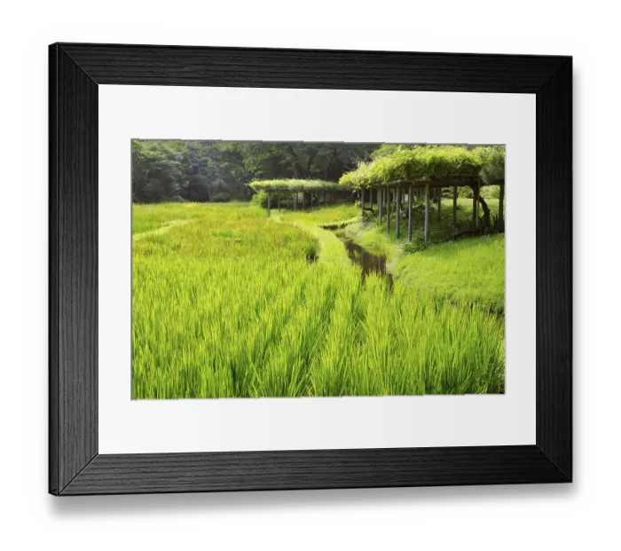 Framed Print : Rice field with water channel and wisteria bushes behind