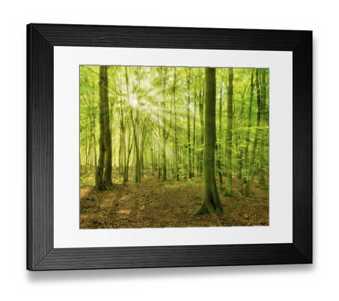 Framed Print : Untouched beech forest flooded with light