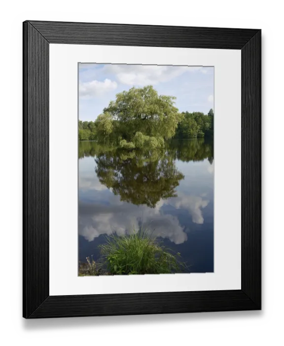 Framed Print : View of a forest lake with a tree on a small island