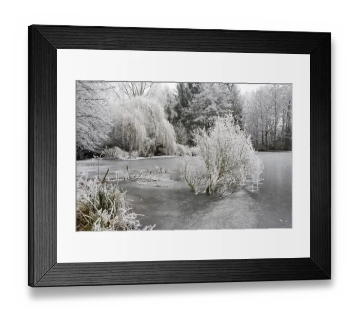 Framed Print : Frosted winter landscape featuring reeds