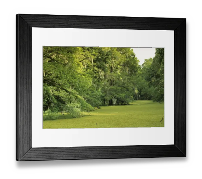 Framed Print : Swampy bayou in the Atchafalaya basin