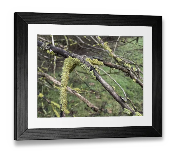 Framed Print : Lichen on a branch Framed Print : Lichen on a branch