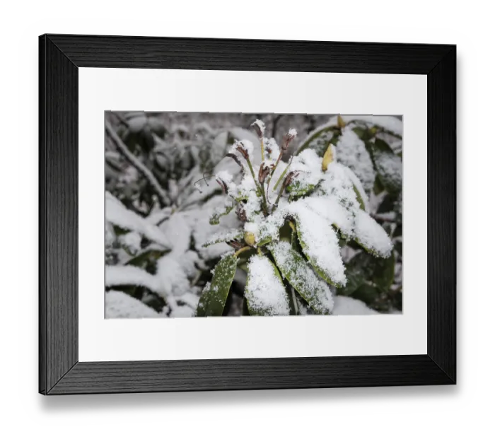 Framed Print : Branches in winter on tree with snow Framed Print : Branches in winter on tree with snow