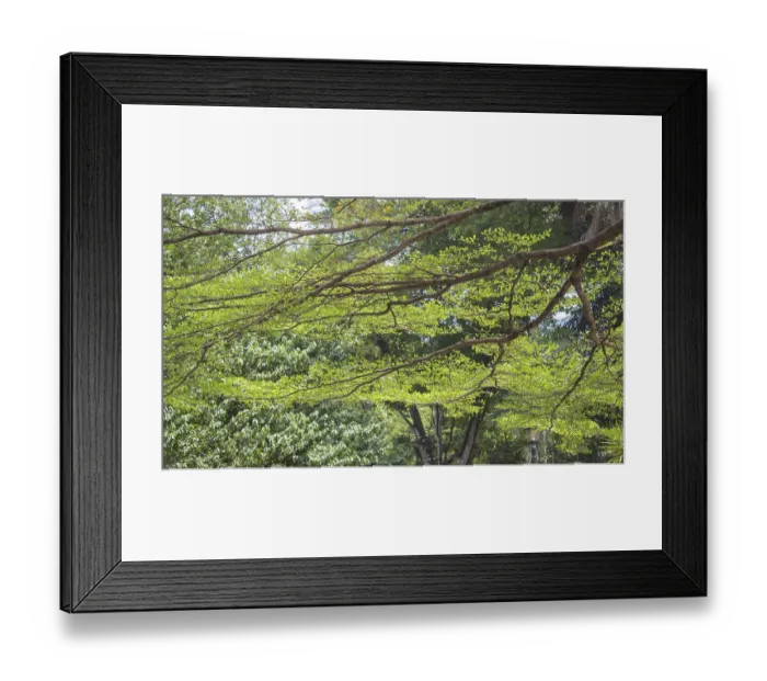 Framed Print : Delicate branch of a tree in the park