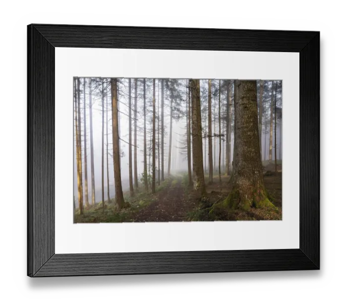 Framed Print : Forest road leads through a foggy coniferous forest Framed Print : Forest road leads through a foggy coniferous forest