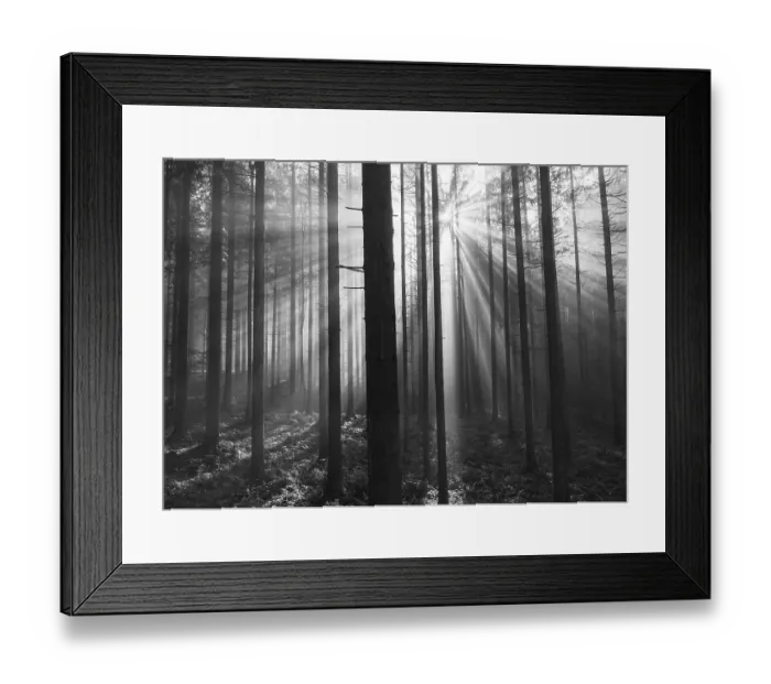 Framed Print : SW shot, sunrays breaking in the morning fog in the coniferous forest Framed Print : SW shot, sunrays breaking in the morning fog in the coniferous forest