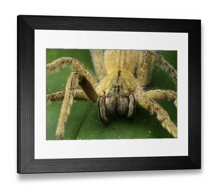 Framed Print : Wandering spider (Ctenidae), with type-specific eyes