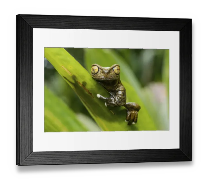 Framed Print : Endemic neotropical frog Tapichalaca Torrenteer (Hyloscirtus Tapichalaca)