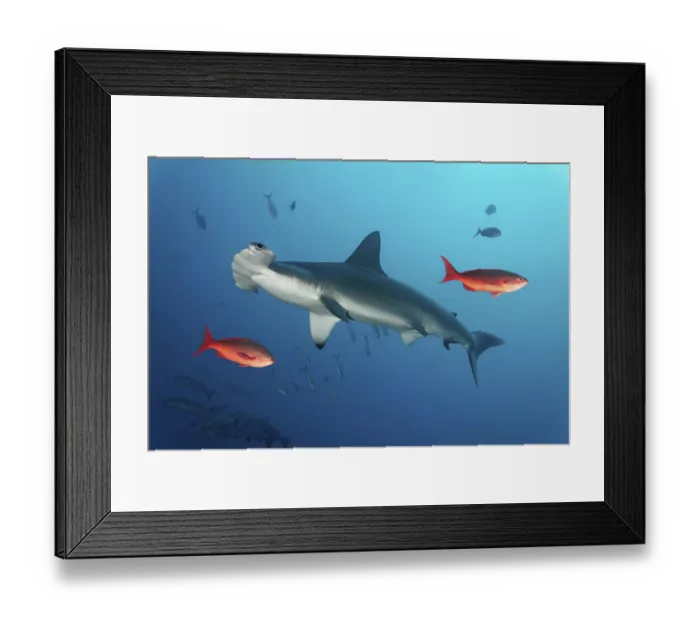 Framed Print : Scalloped hammerhead, also bronze Framed Print : Scalloped hammerhead, also bronze