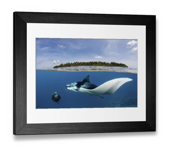 Framed Print : Diver observing reef manta ray (Manta alfredi) over coral reef Framed Print : Diver observing reef manta ray (Manta alfredi) over coral reef