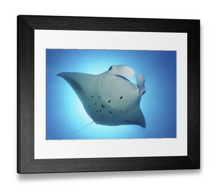 Framed Print : Reef manta ray (Manta alfredi) backlit by sun Framed Print : Reef manta ray (Manta alfredi) backlit by sun