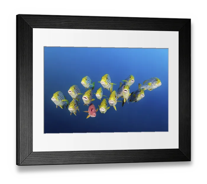 Framed Print : Mixed Swarm Oriental Sweetlips (Plectorhinchus vittatus) and two-spot red snapper (Lutjanus bohar) Framed Print : Mixed Swarm Oriental Sweetlips (Plectorhinchus vittatus) and two-spot red snapper (Lutjanus bohar)