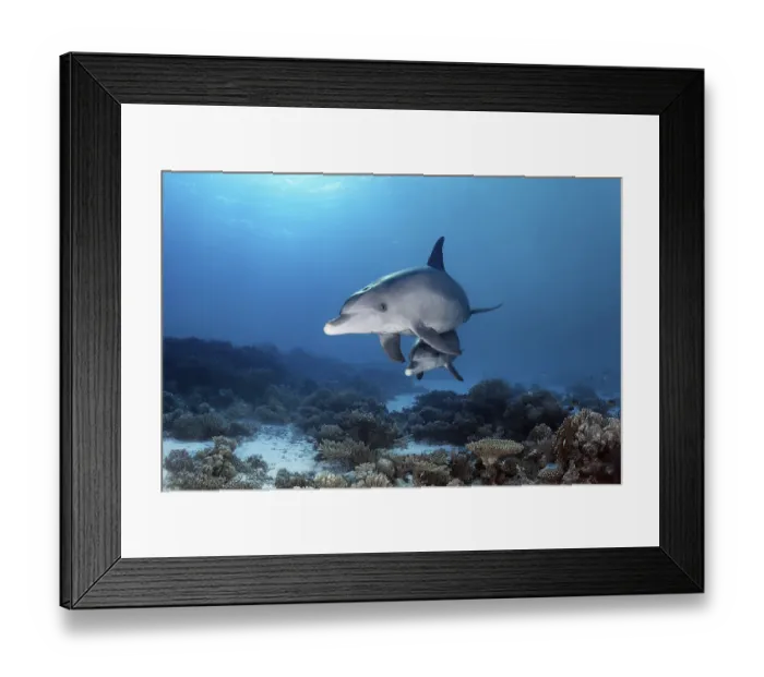 Framed Print : Bottlenose dolphins (Tursiops truncatus)