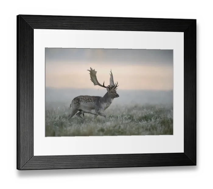 Framed Print : Fallow deer (Dama dama) buck, mist Framed Print : Fallow deer (Dama dama) buck, mist