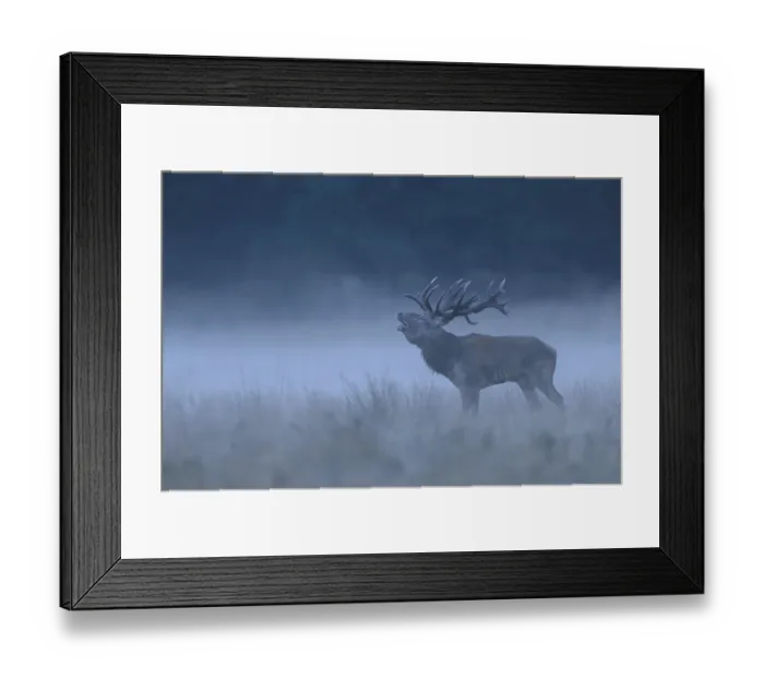 Framed Print : Red deer (Cervus elaphus), roaring buck