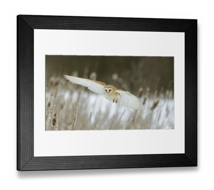 Framed Print : Barn Owl (Tyto alba) in flight Framed Print : Barn Owl (Tyto alba) in flight