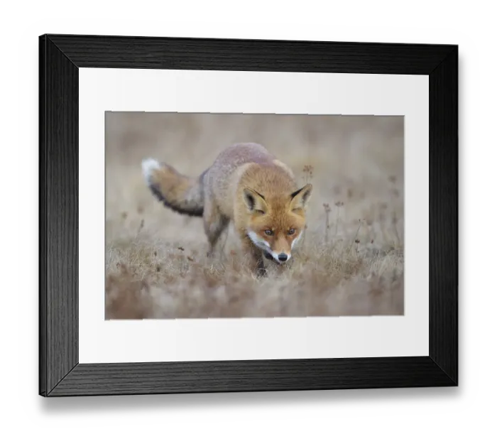 Framed Print : Red fox (Vulpes vulpes), runs in a meadow