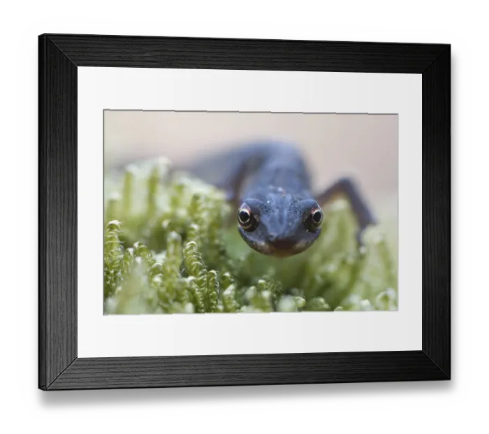 Framed Print : Smooth Newt (Lissotritron vulgaris) Framed Print : Smooth Newt (Lissotritron vulgaris)