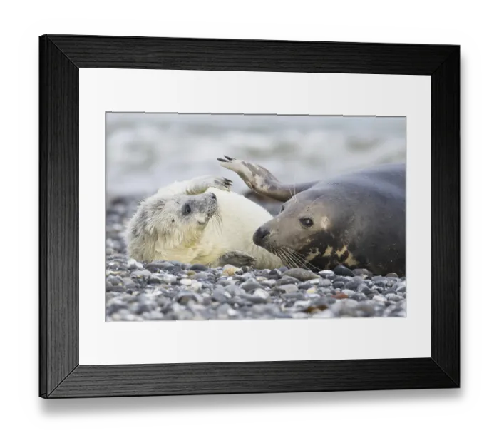 Framed Print : Grey seal, also Atlantic or horsehead seal (Halichoerus grypus) with pup