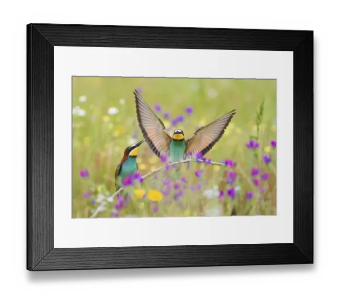 Framed Print : Bee-eaters (Merops apiaster), breeding pair in flower meadow