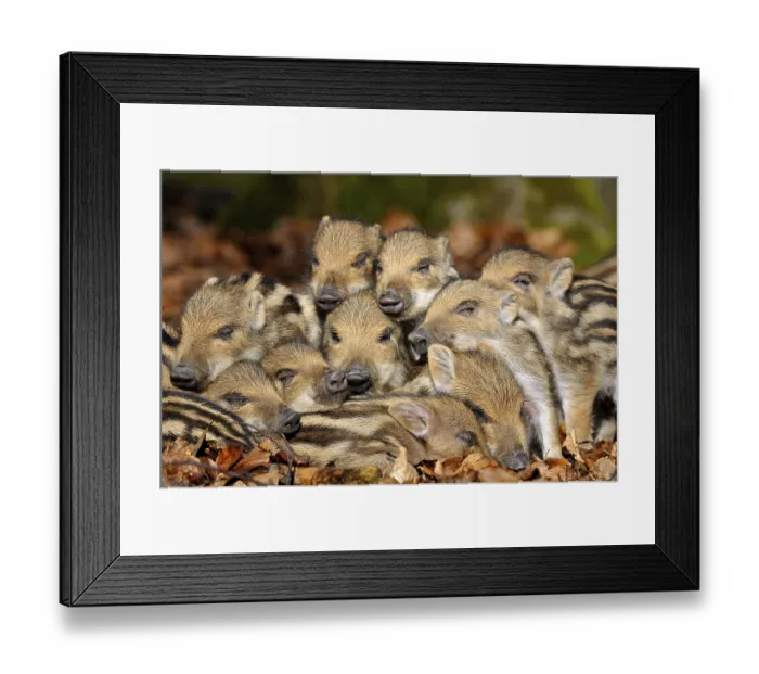 Framed Print : Wild boars (Sus scrofa), young rookies lying in foliage Framed Print : Wild boars (Sus scrofa), young rookies lying in foliage