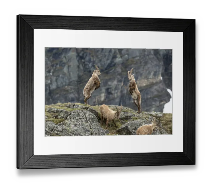 Framed Print : Young Alpine Ibexes (Capra Ibex)