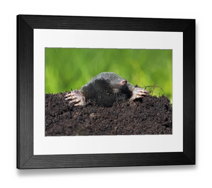 Framed Print : European Mole, Common Mole or Northern Mole (Talpa europaea) in a molehill on a green meadow Framed Print : European Mole, Common Mole or Northern Mole (Talpa europaea) in a molehill on a green meadow